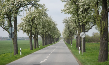 Foto einer Allee in Brandenburg