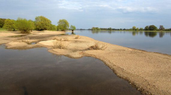 Die Elbe bei Rühstädt. Sandbänke, Buhnen und Weiden prägen die Ufer.